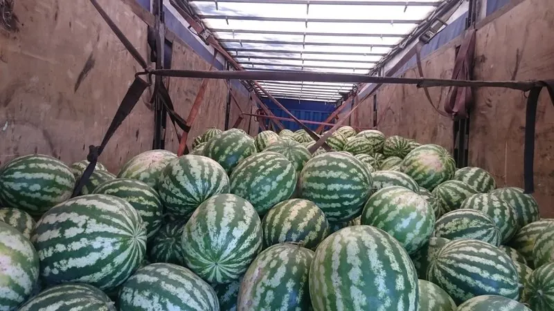 Кузов, загруженный арбузами с бахчи
