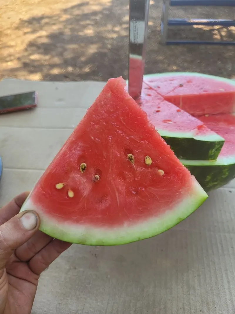 Красная мякоть, тонкая корка